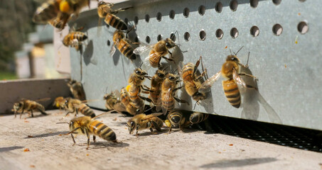 Abeilles volant jusqu'à la ruche transportant du pollen et du nectar
