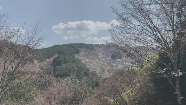 吉野山 桜 千本桜 日本三大桜 吉野熊野国立公園 奈良県