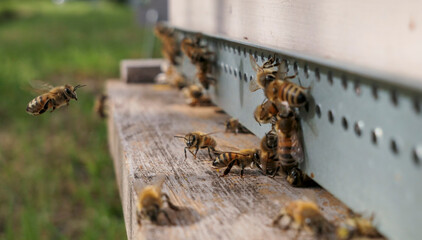 Abeille en vol, abeille devant la ruche