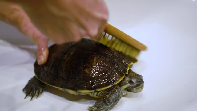 Girl is brushing domestic turtle in sink under running water.