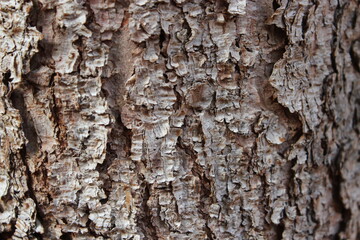 bark of a pine tree