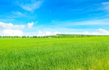 Fototapeta na wymiar Wheat field and countryside scenery