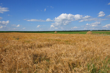 Blue sky over a vast field of ripe barley. Farm land. Picturesque area. Barley cereal fields with blue sky on a sunny summer day before harvest.