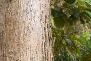 Teak Trees in Thailand precious hardwoods one of the last major areas of tropical forest in Asia