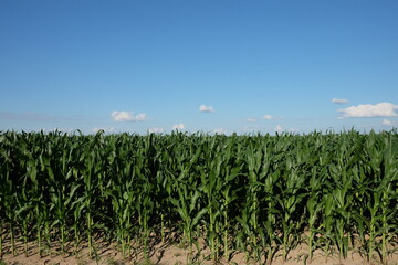 A cornfield under a clear blue sky. Agricultural landscape. Corn plants.