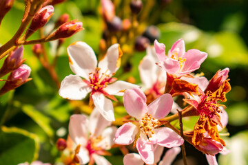 pink orchid flower