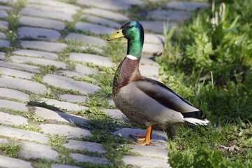Canard du parc de Bréquigny