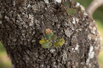 Hoja de encina floreciendo de una corteza.