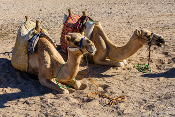 Camels in arabian desert not far from the Hurghada city, Egypt
