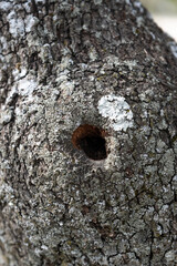 Agujero en tronco de arbol