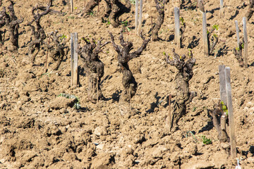 Vignes en hiver.