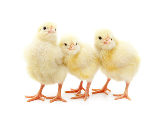 Three small chickens.