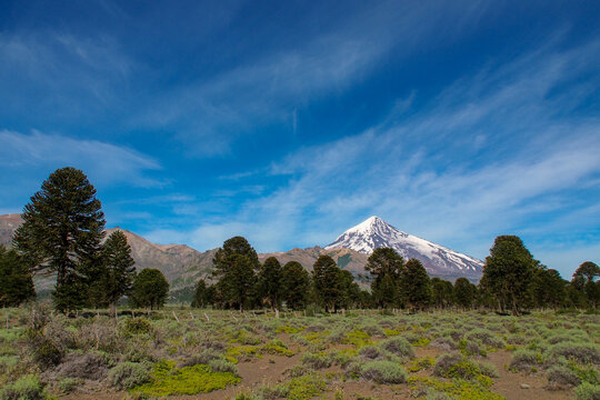 view of Lanin volcano with Araucaria trees