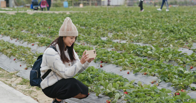 Woman take photo on cellphone in strawberry farm