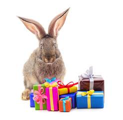 One gray rabbit with gifts.
