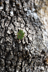 Hoja de encina floreciendo de una corteza.