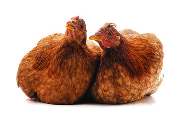 Two brown chickens.