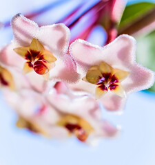 Fototapeta na wymiar Close up of star shaped white pink flowers of Hoya carnosa or porcelain flower or wax plant. Common house plant with dark green waxy foliage and sweetly scented flowers with nectar drops in sunlight.