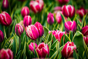 Beautiful bright colorful purple pink white blooming tulips on a large flowerbed in the city garden or flower farm field in springtime. Spring easter flower background.