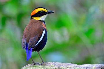 Naklejka premium Malayan Banded Pitta (Hydrornis irena) on rock while looking for female in fully beautiful plumage during breeding season