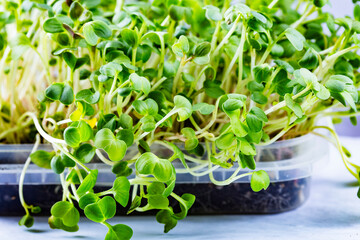 Close-up of Coriander, radish or mustard microgreens. Growing microgreen sprouts close up view. Germination of seeds at home. Vegan and healthy eating concept. Sprouted seeds, micro greens.