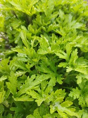 green parsley