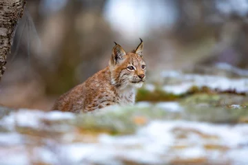 Photo sur Plexiglas Lynx Eurasian lynx cub walking in the forest at early winter