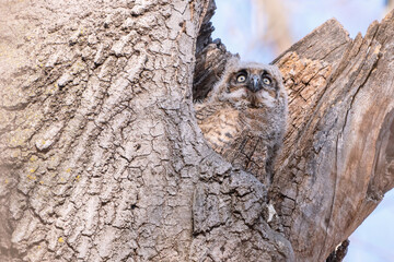 A great horned owlet is waiting in the nest