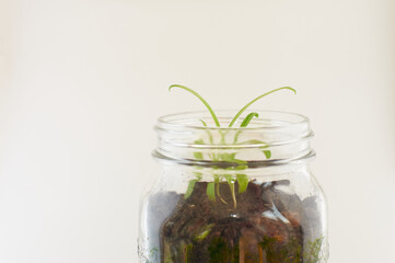 Planta sobre fondo blanco