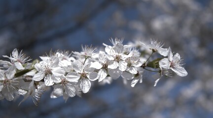 Piękne białe kwiaty na kwitnącym drzewie 