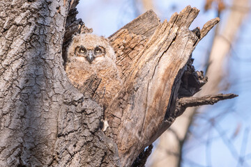 Fototapeta premium A great horned owlet is waiting in the nest