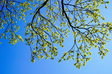 Fresh green leaves on a tree. Blue cloudless sky in the background. Springtime.