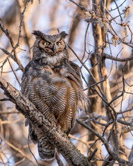 A female great horned owl is resting on a tree branch