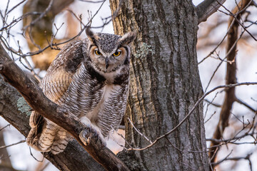 A male great horned owl is resting on a tree branch