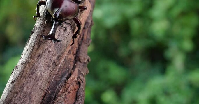 clip that takes a picture of reddish brown beetle by Dolly photography.