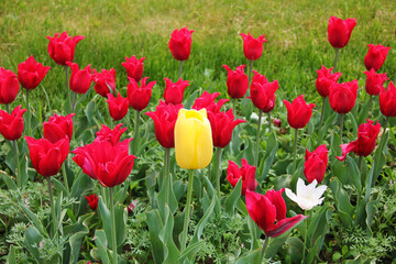 tulips in the spring garden