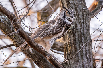 A male great horned owl is resting on a tree branch