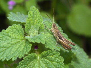 Grasshopper on a leaf (Chorthippus biguttulus)
