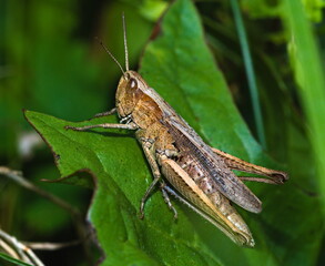 Grasshopper on a leaf (Chorthippus biguttulus)