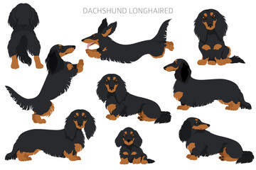 Dachshund long haired clipart. Different poses, coat colors set