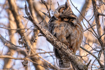 A female great horned owl is resting on a tree branch