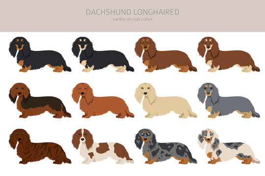 Long fur dachshund online