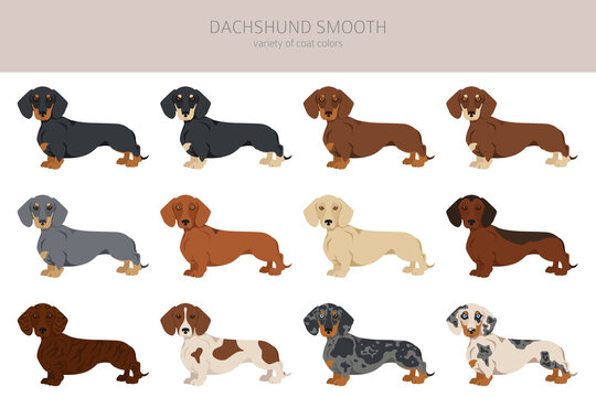 dachshund cartoon clipart
