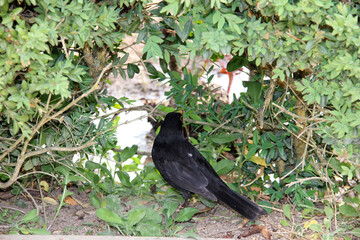 Black bird in the grass