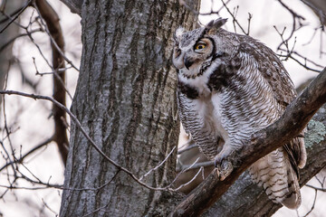 A male great horned owl is resting on a tree branch