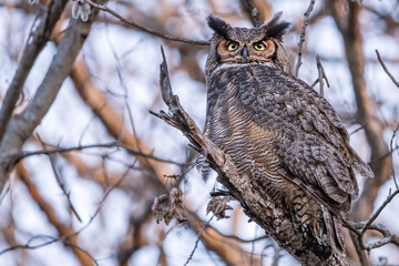 A female great horned owl is resting on a tree branch