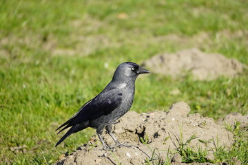 Dohle auf einer grünen Wiese in seitlicher Aufnahme. Vogel mit dunklem Gefieder. Corvus monedula