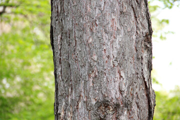 coniferous bark on a tree trunk