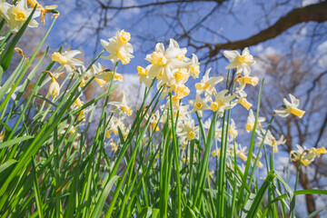 Tall, vibrant colourful Narcissus Tazetta daffodil flowers and stems from below in Spring.