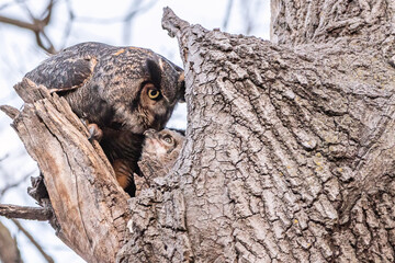 A female great horned owl is taking care of her owlets	